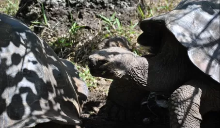 tortoises interacting