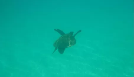 sea turtle diving deeper