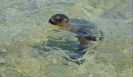 Curious sea lion