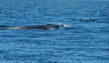 Bryde's Whale, San Cristobal