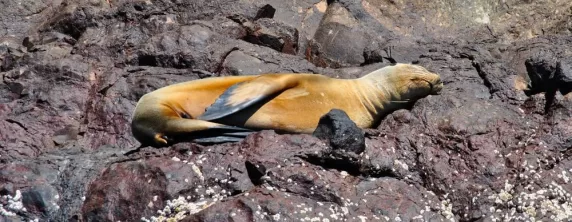 Sea lion soaking in some Galapagos sun