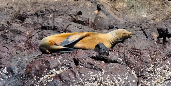 Sea lion soaking in some Galapagos sun