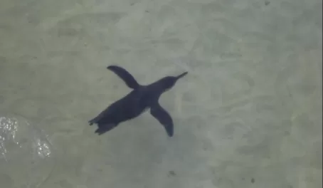 diving galapagos penguin