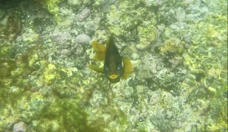 faceoff with a fish while snorkeling