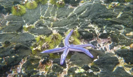 neon starfish