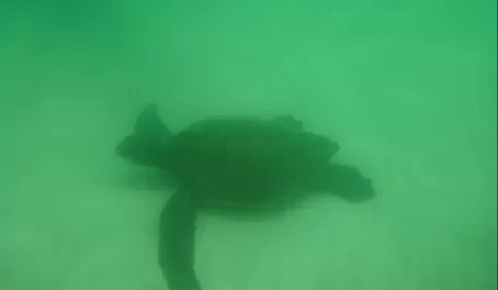 sea turtle resting on the bottom