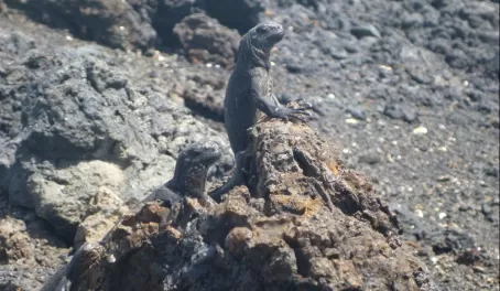 iguanas warming on the rocks