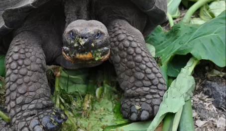 Galapagos tortoise gorging on leaves