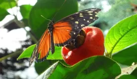 Amazing butterflies