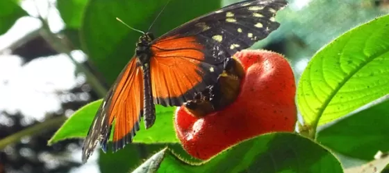 Amazing butterflies