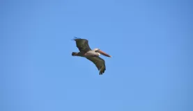 A gull in flight on Santa Cruz Island