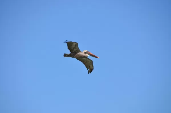 A gull in flight on Santa Cruz Island