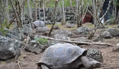Tortoises in the Sanctuary on Floreana Island
