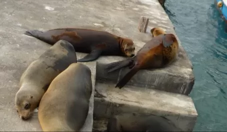 Seals on the dock, Floreana Island