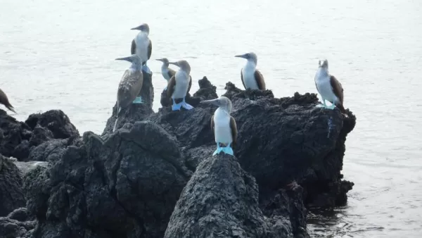 Blue footed boobies, Santa Cruz Island