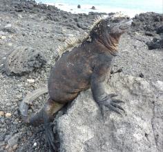 Marine Iguana, Tintoreros Park, Isabella Island