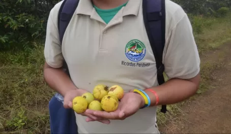 Passion fruit, Sierra Negra Volcano, Isabella Island