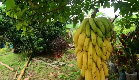 Bananas, Family farm, Isabella Island