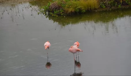 Flamingos, Isabella Island