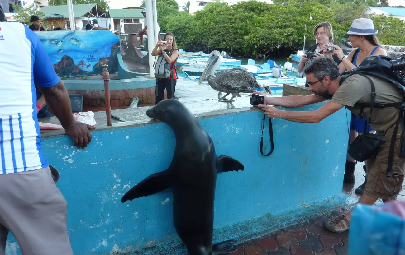 Hoping for a snack, Puerto Ayora, Santa Cruz Island