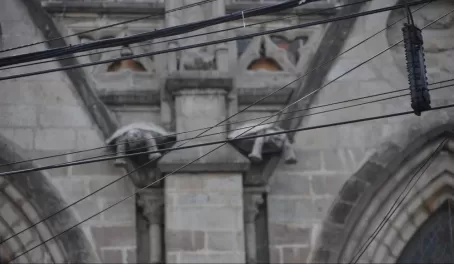 Somewhat blurry tortoises, baroque cathedral, Quito