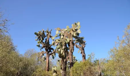 Cacti, Santa Cruz Island