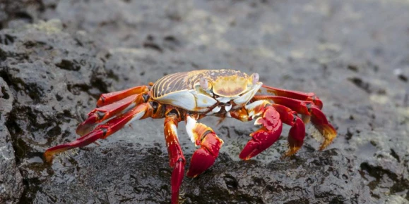 SALLY LIGHTFOOT CRAB