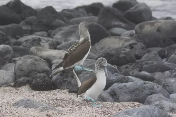 BLUE FOOTED BOOBY MATING DANCE