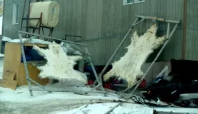 Polar Bear Skins Drying in Pond Inlet