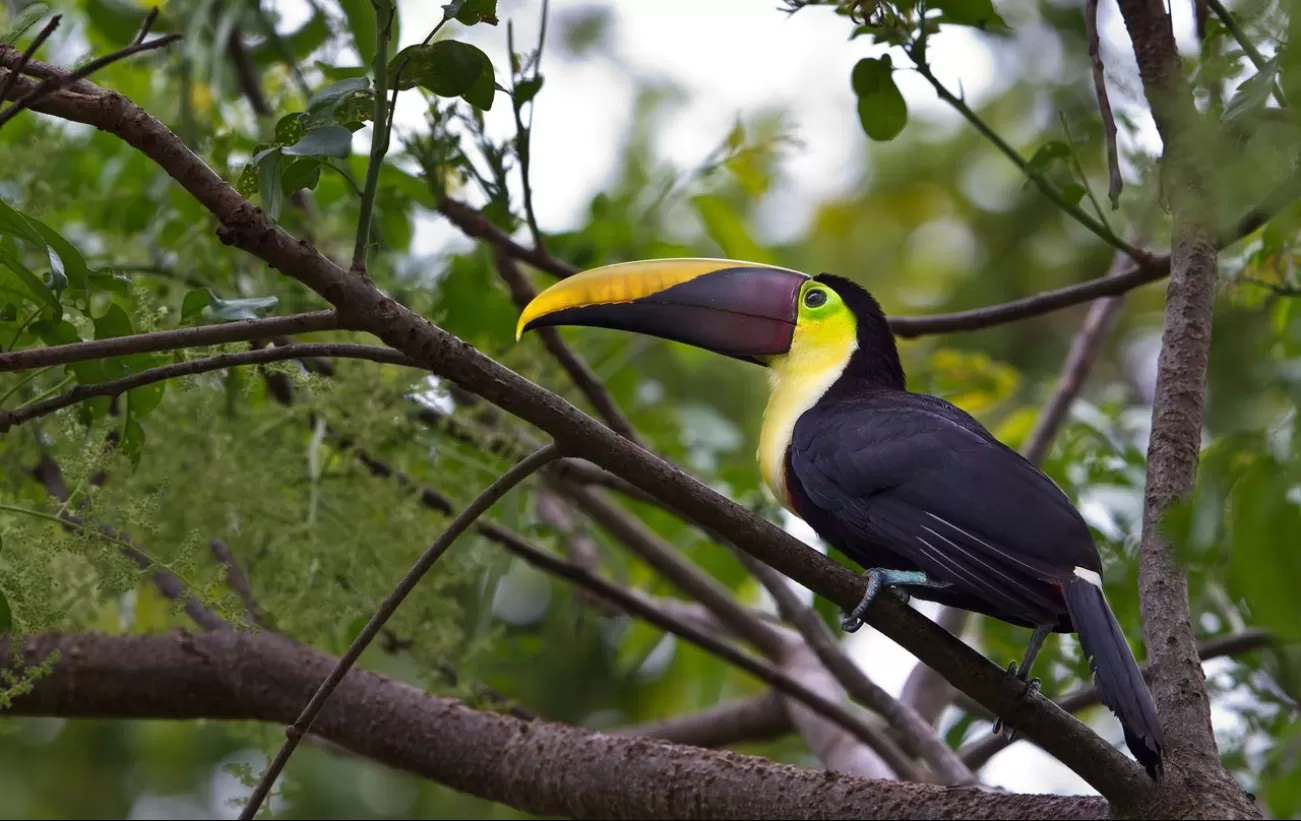 A toucan rests in the trees around Lapa Rios Ecolodge