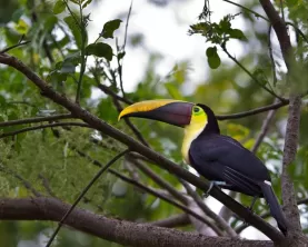 A toucan rests in the trees around Lapa Rios Ecolodge