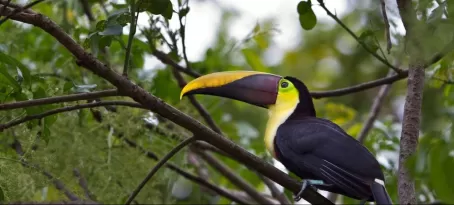 A toucan rests in the trees around Lapa Rios Ecolodge