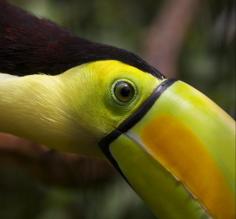 Toucan!