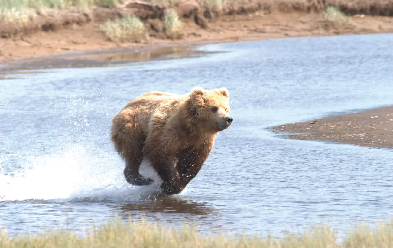 A bear sprints across the landscape