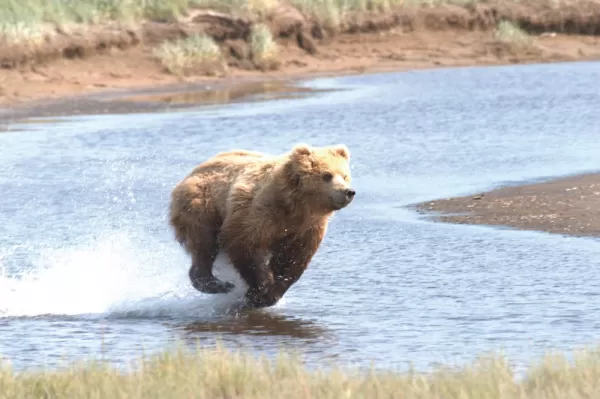 A bear sprints across the landscape