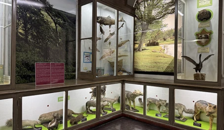 Maggiorino Borgatello Museum - Punta Arenas