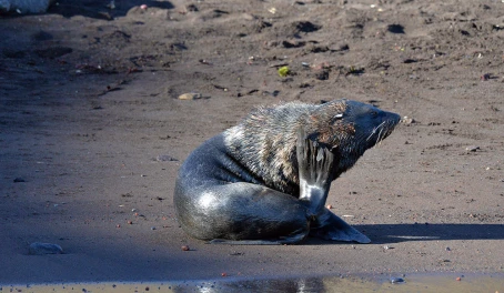 Deception Island