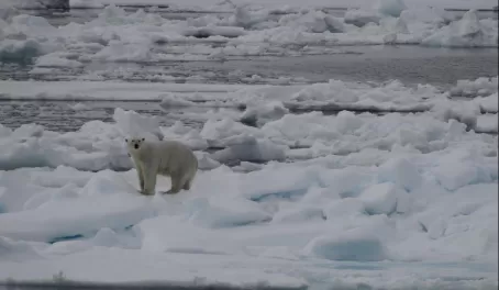 Male polar bear