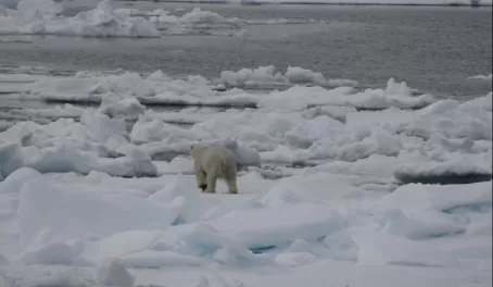 Polar Bear on Ice Floe