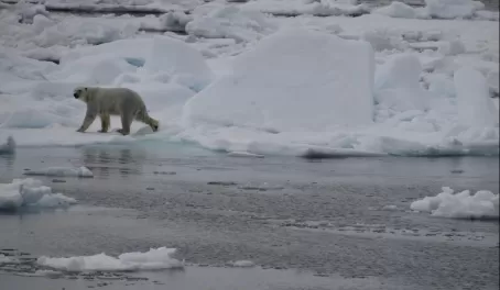 Male Polar Bear on ice floe in Davis Strait