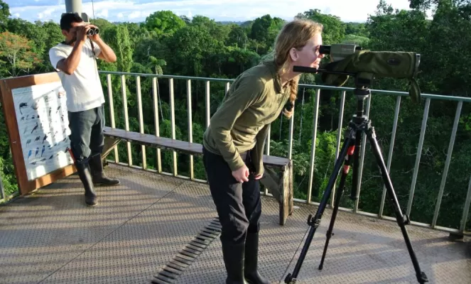 Search for wildlife from the top of Sacha Lodge's observation tower