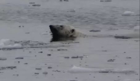 Male polar bear swimming