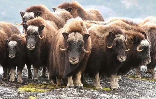 Be on the lookout for fantastic Arctic wildlife, such as shaggy muskoxen, while on your polar exploration