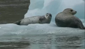 Seals at Tracy Arm