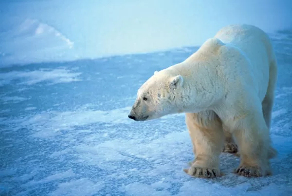 A lone polar bear