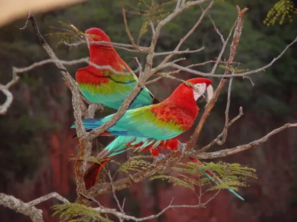 A pair of scarlet macaws 