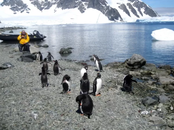Curious penguins approach during an Antarctic shore excursion