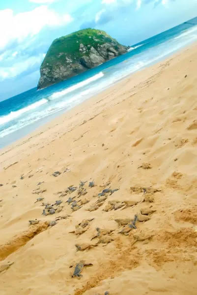 Sea turtles make their way to the ocean on Fernando de Noronha's main island