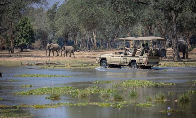 Wildlife Safari at Royal Zambezi Lodge in Zambia