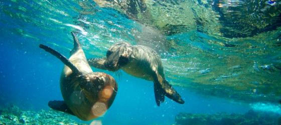 A pair of friendly sea lions